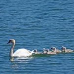 Photo Families