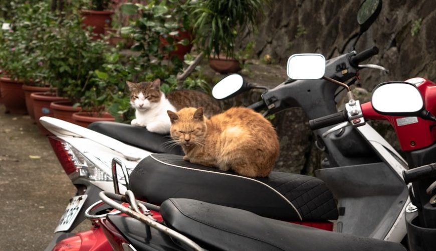 Photo Ride-Sharing