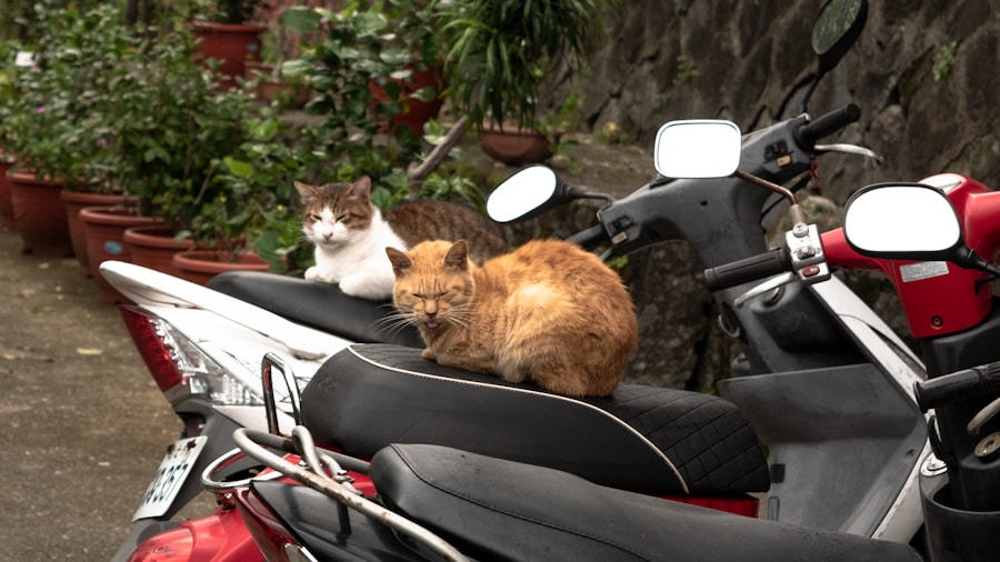 Photo Ride-Sharing