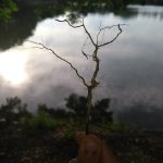 Photo Nature Stays