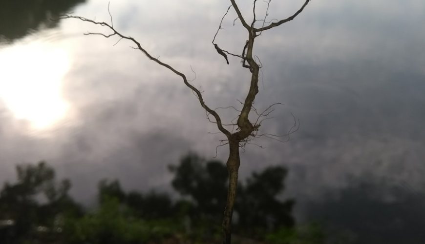 Photo Nature Stays