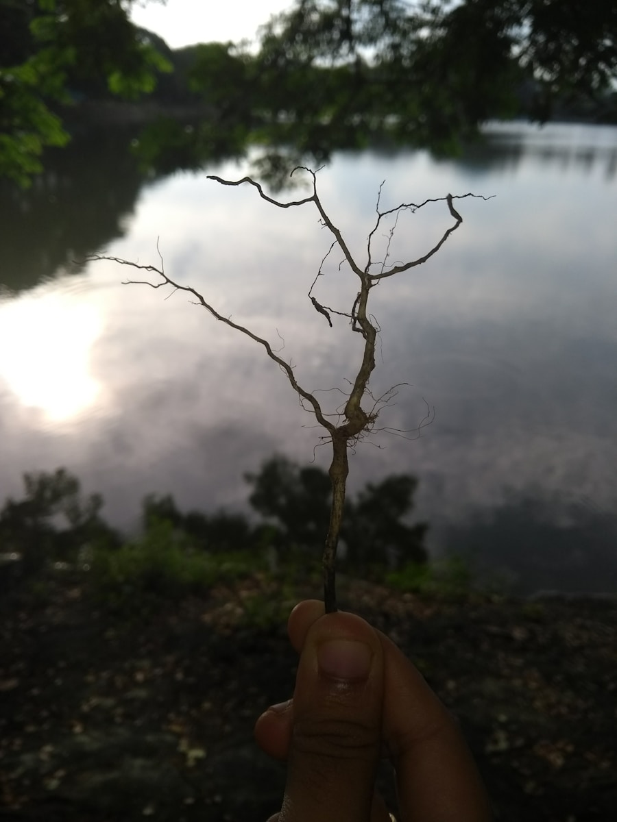 Photo Nature Stays